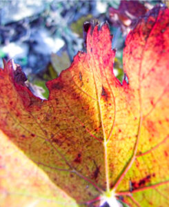 feuille-automne-la-cabotte