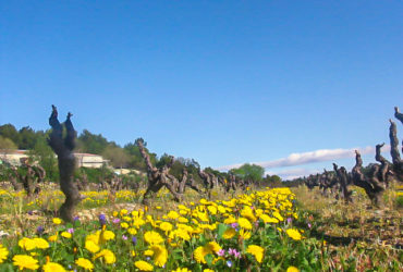 fleur-jaune