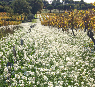 fleur-sillon