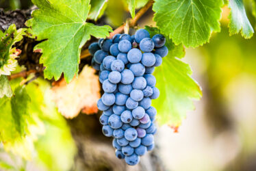 grappe-rouge