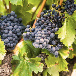grenache-large