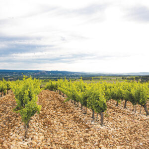 parcelle-chateauneuf-retouch