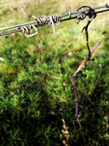 toile-vigne