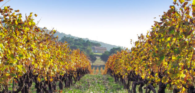 vigne-sillon-decoupe