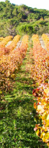 vigne-sillon